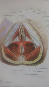 anatomia no 1