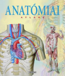 anatomia